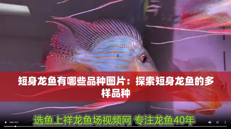 短身龍魚有哪些品種圖片：探索短身龍魚的多樣品種