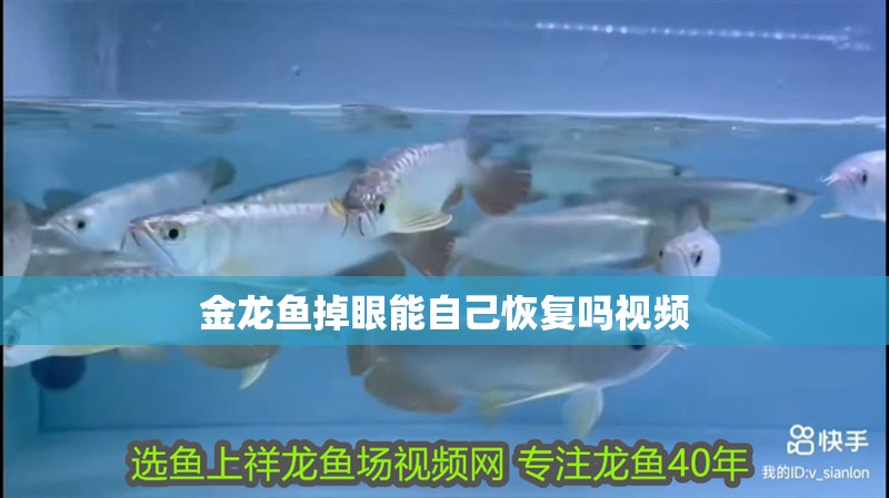 金龍魚掉眼能自己恢復(fù)嗎視頻