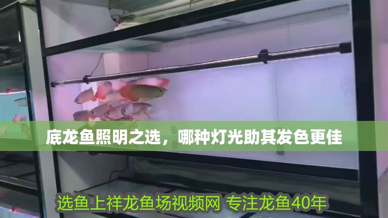 底龍魚照明之選，哪種燈光助其發(fā)色更佳 底龍魚照明之選，哪種燈光助其發(fā)色更佳 龍魚百科 第2張