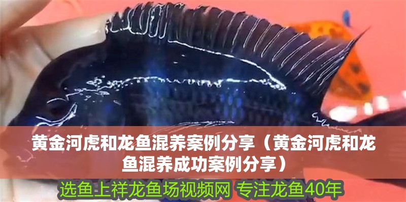 黃金河虎和龍魚混養案例分享（黃金河虎和龍魚混養成功案例分享） 黃金河虎和龍魚混養案例分享（黃金河虎和龍魚混養成功案例分享） 龍魚百科