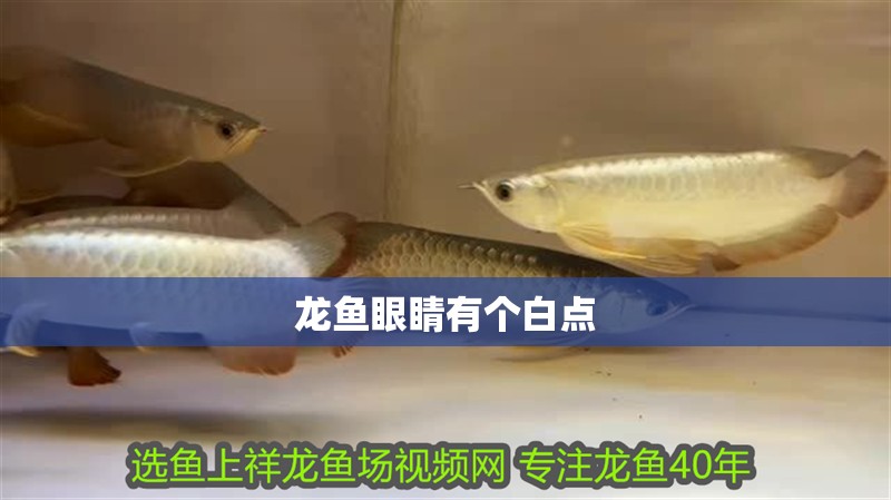 龍魚眼睛有個白點