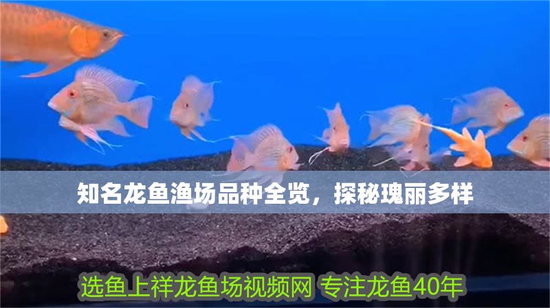 知名龍魚漁場品種全覽，探秘瑰麗多樣 知名龍魚漁場品種全覽，探秘瑰麗多樣 龍魚百科 第1張