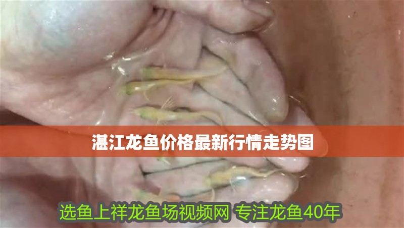 湛江龍魚價格最新行情走勢圖
