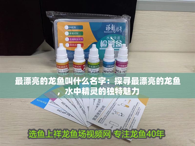 最漂亮的龍魚叫什么名字：探尋最漂亮的龍魚，水中精靈的獨特魅力