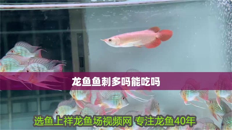 紅龍魚專用燈怎么用：如何根據季節調整紅龍魚燈光