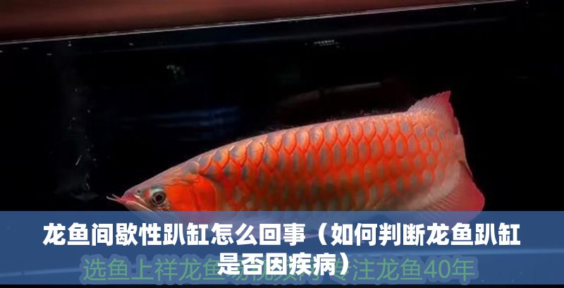 龍魚間歇性趴缸怎么回事（如何判斷龍魚趴缸是否因疾病） 龍魚間歇性趴缸怎么回事（如何判斷龍魚趴缸是否因疾病） 龍魚百科 第2張