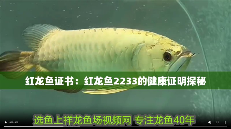 紅龍魚證書：紅龍魚2233的健康證明探秘
