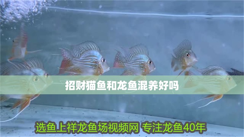 招財貓魚和龍魚混養(yǎng)好嗎