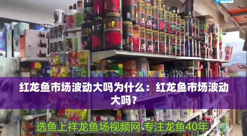 紅龍魚市場(chǎng)波動(dòng)大嗎為什么：紅龍魚市場(chǎng)波動(dòng)大嗎？