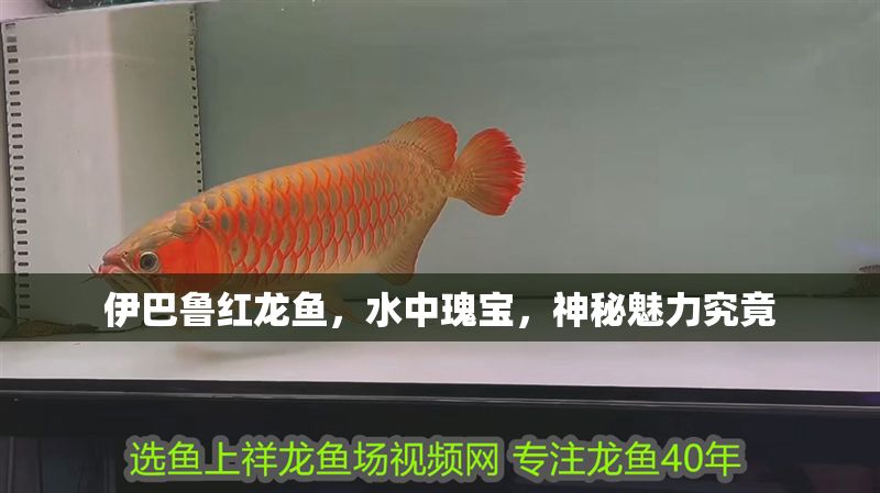 伊巴魯紅龍魚，水中瑰寶，神秘魅力究竟
