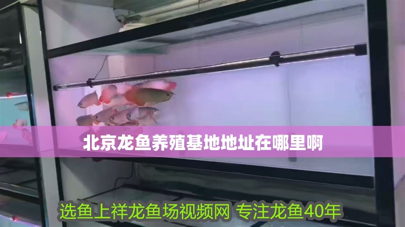 <strong><mark>北京</mark></strong>龍魚(yú)養(yǎng)殖基地地址在哪里啊