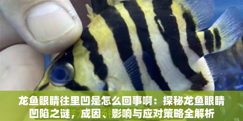 龍魚眼睛往里凹是怎么回事啊：探秘龍魚眼睛凹陷之謎，成因、影響與應對策略全解析