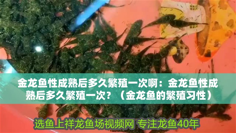 金龍魚性成熟后多久繁殖一次啊：金龍魚性成熟后多久繁殖一次？（金龍魚的繁殖習性）