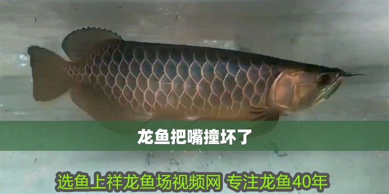 龍魚把嘴撞壞了