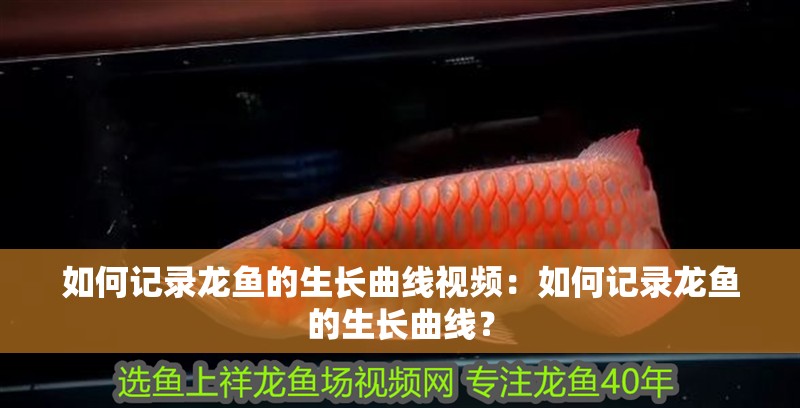 如何記錄龍魚的生長曲線視頻：如何記錄龍魚的生長曲線？