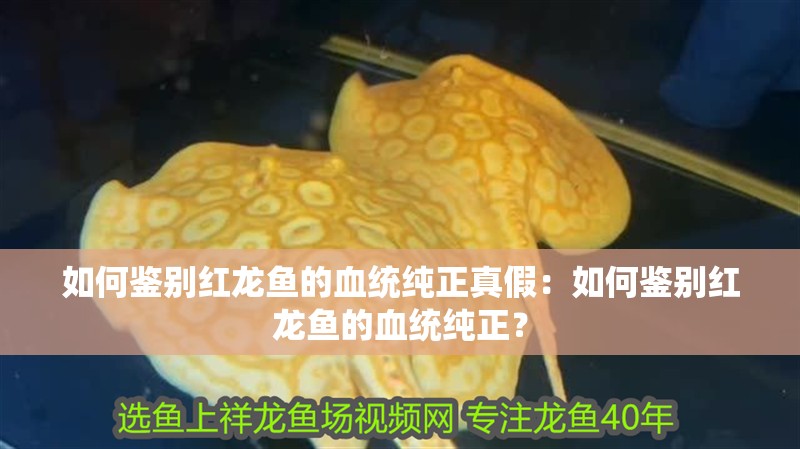 如何鑒別紅龍魚的血統(tǒng)純正真假：如何鑒別紅龍魚的血統(tǒng)純正？