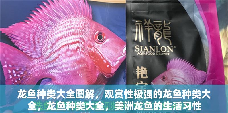 龍魚種類大全圖解，觀賞性極強的龍魚種類大全，龍魚種類大全，美洲龍魚的生活習性