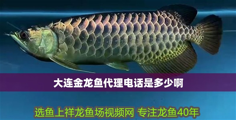 大連金龍魚代理電話是多少啊
