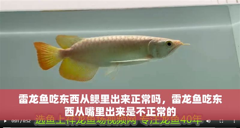 雷龍魚吃東西從鰓里出來正常嗎，雷龍魚吃東西從嘴里出來是不正常的