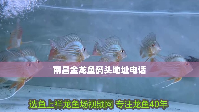 南昌金龍魚碼頭地址電話 南昌金龍魚碼頭地址電話 龍魚百科