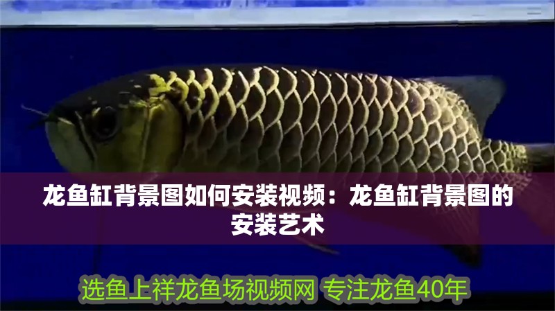 龍魚缸背景圖如何安裝視頻：龍魚缸背景圖的安裝藝術(shù)