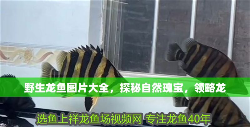 野生龍魚圖片大全，探秘自然瑰寶，領(lǐng)略龍