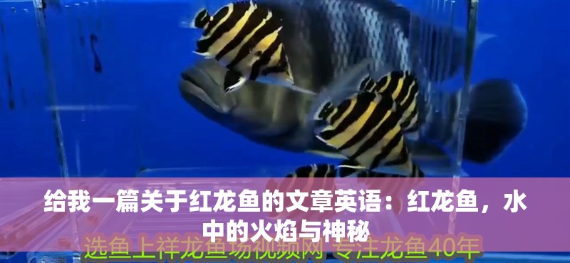 給我一篇關(guān)于紅龍魚的文章英語：紅龍魚，水中的火焰與神秘