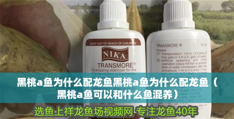 黑桃a魚為什么配龍魚黑桃a魚為什么配龍魚（黑桃a魚可以和什么魚混養(yǎng)）