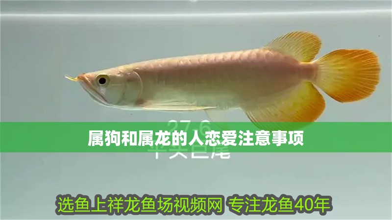 屬狗和屬龍的人戀愛注意事項