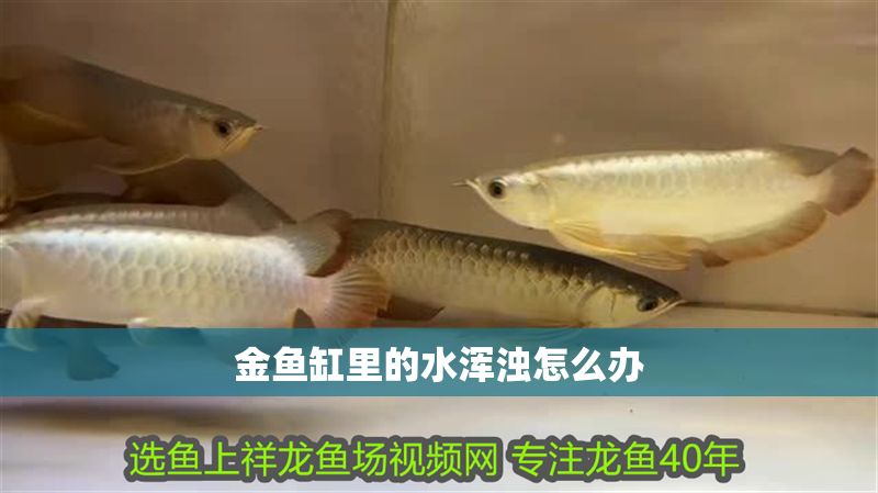 金魚缸里的水渾濁怎么辦