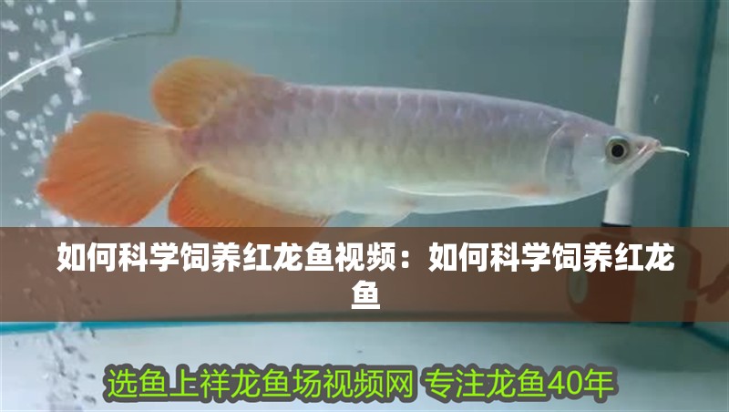 如何科學飼養紅龍魚視頻：如何科學飼養紅龍魚
