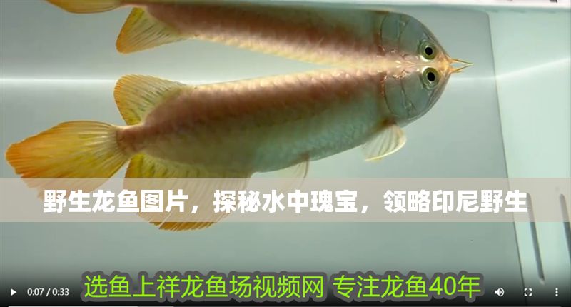 野生龍魚(yú)圖片，探秘水中瑰寶，領(lǐng)略印尼野生