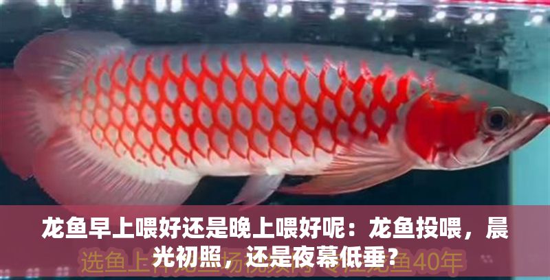 龍魚早上喂好還是晚上喂好呢：龍魚投喂，晨光初照，還是夜幕低垂？