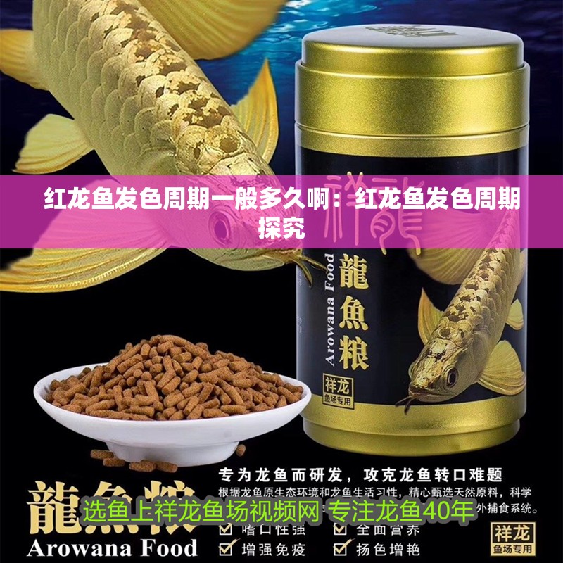 紅龍魚發色周期一般多久啊：紅龍魚發色周期探究