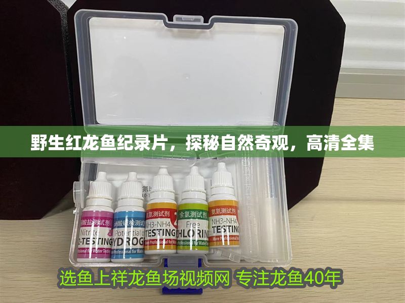 野生紅龍魚紀錄片，探秘自然奇觀，高清全集