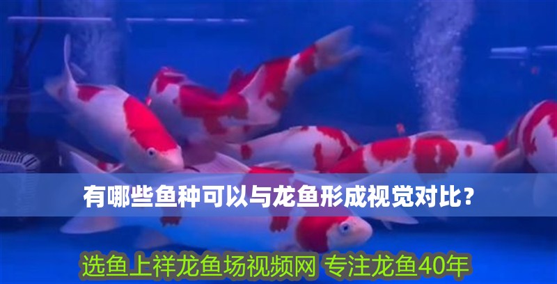 有哪些魚種可以與龍魚形成視覺對比？