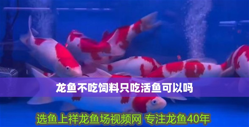 紅龍魚開食后多久喂一次食物：紅龍魚開食后多久喂一次