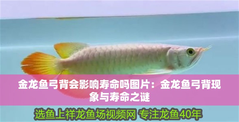 金龍魚弓背會影響壽命嗎圖片：金龍魚弓背現象與壽命之謎 金龍魚弓背會影響壽命嗎圖片：金龍魚弓背現象與壽命之謎 水族問答