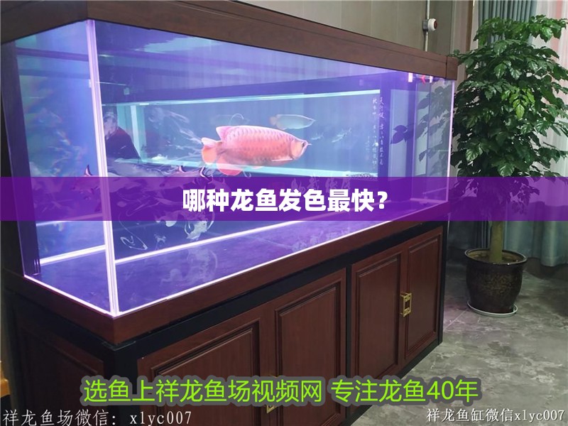 哪種龍魚發(fā)色最快？