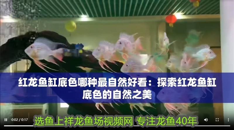 紅龍魚缸底色哪種最自然好看：探索紅龍魚缸底色的自然之美