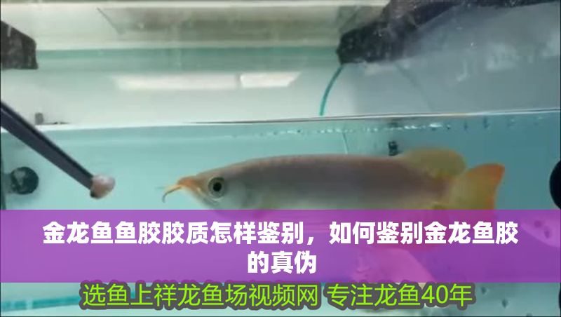 金龍魚魚膠膠質怎樣鑒別，如何鑒別金龍魚膠的真偽