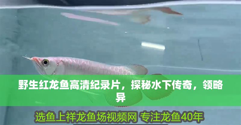 野生紅龍魚高清紀錄片，探秘水下傳奇，領略異