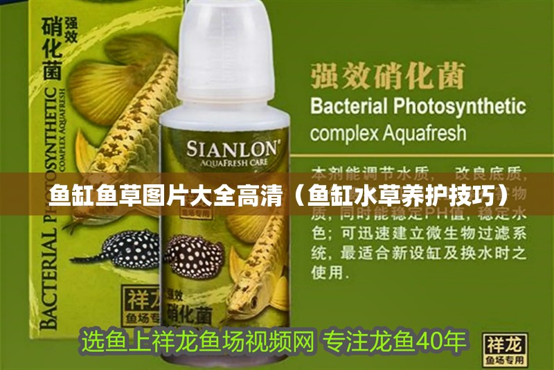 魚缸魚草圖片大全高清（魚缸水草養(yǎng)護(hù)技巧） 魚缸魚草圖片大全高清（魚缸水草養(yǎng)護(hù)技巧） 龍魚百科