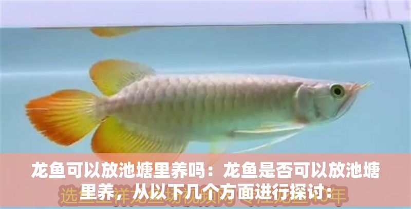 龍魚可以放池塘里養嗎：龍魚是否可以放池塘里養，從以下幾個方面進行探討：