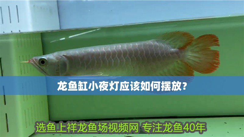 龍魚缸小夜燈應該如何擺放？