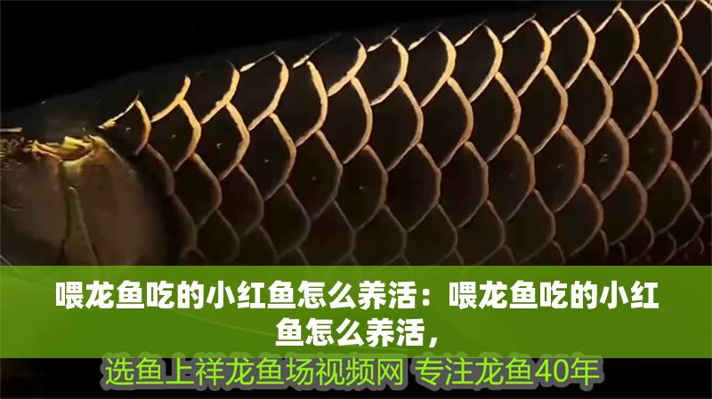 喂龍魚吃的小紅魚怎么養活：喂龍魚吃的小紅魚怎么養活，