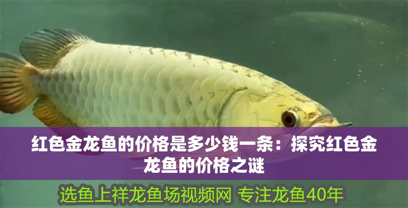 紅色金龍魚的價格是多少錢一條：探究紅色金龍魚的價格之謎