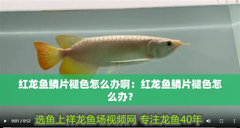 成品金龍魚(yú)多少錢(qián)一條：成品金龍魚(yú)的價(jià)格可以根據(jù)品種、品種、品種、來(lái)源等因素