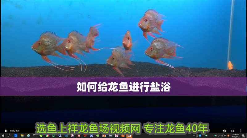 如何給龍魚進行鹽浴