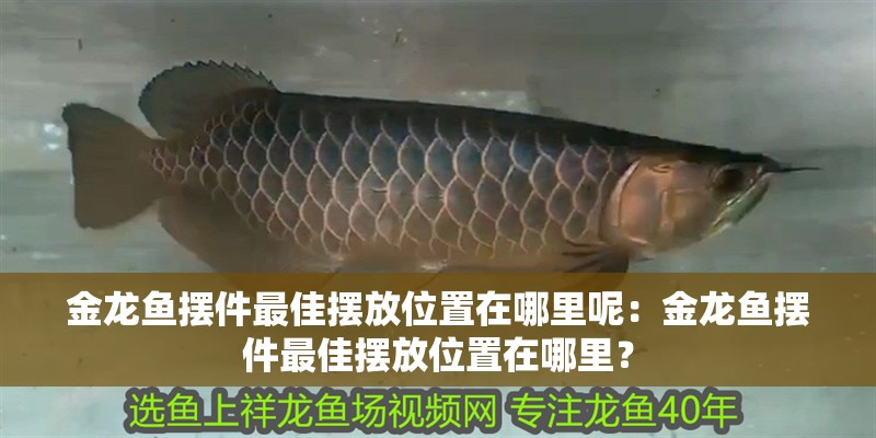 金龍魚擺件最佳擺放位置在哪里呢：金龍魚擺件最佳擺放位置在哪里？